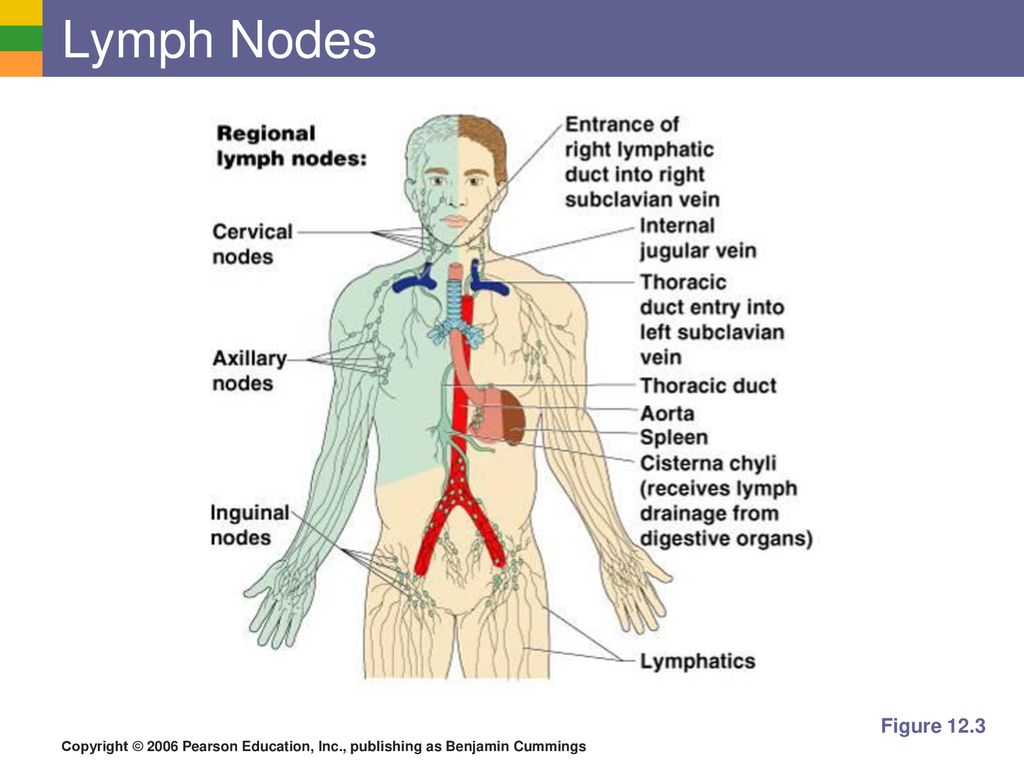 The Lymphatic System and Body Defenses - ppt download