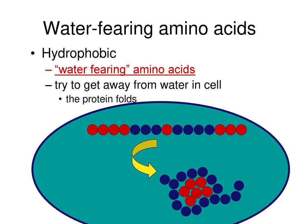 what happens when hydrophobic amino acids get in water