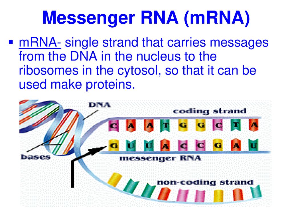 mrna structure and function