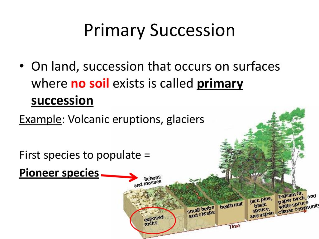 Ecological Succession - ppt download