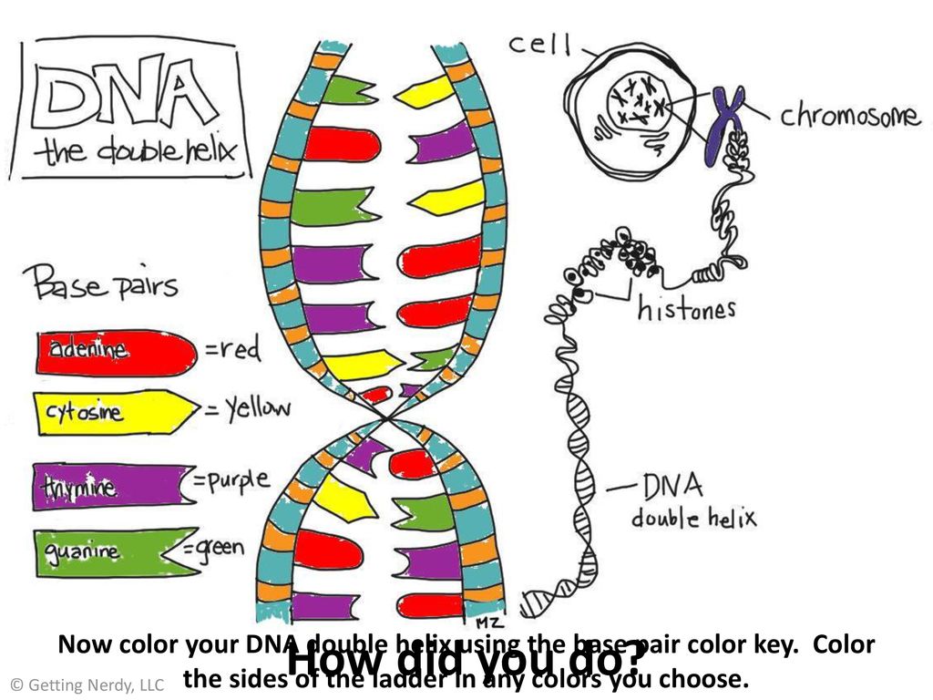 DNA: Deoxyribonucleic acid - ppt download With Regard To Dna Replication Coloring Worksheet