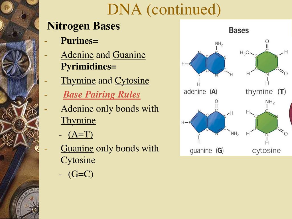 The structure of dna ppt download