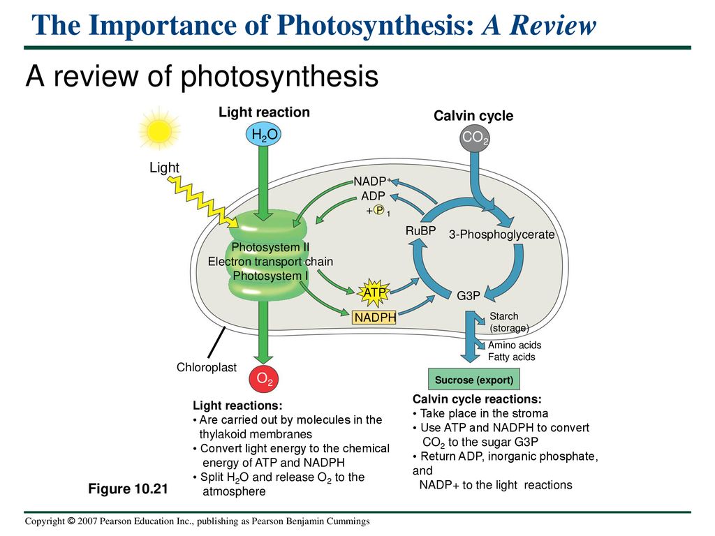 Photosynthesis: Using Light to Make Food (Edited) - ppt download