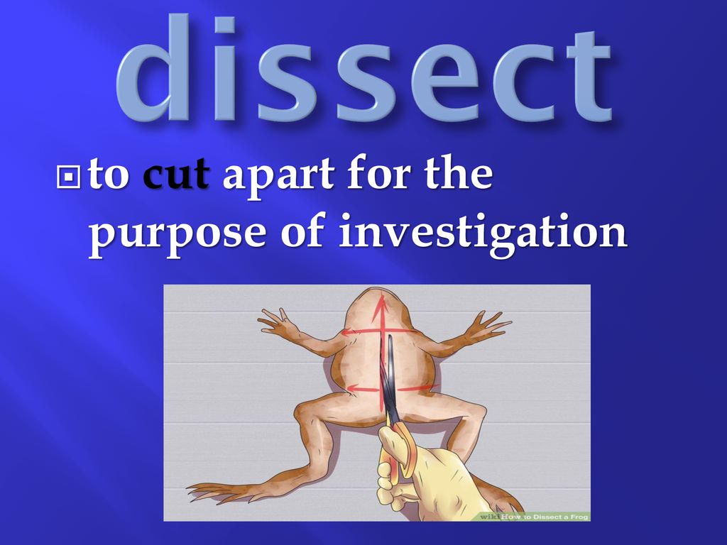 Word List REVIEW sect = cut, separate ppt download