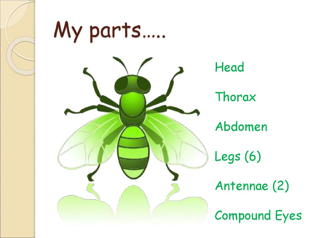 Insect Body Parts! By Janine Breen. - ppt download