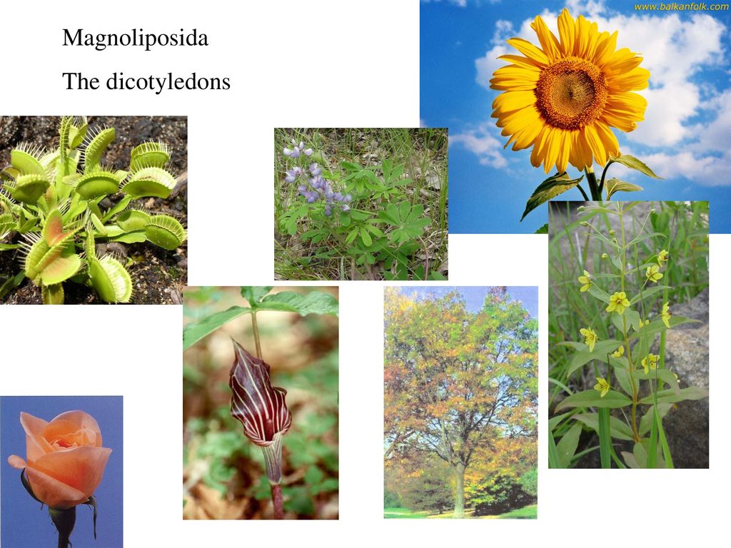 Magnoliophyta. - ppt download