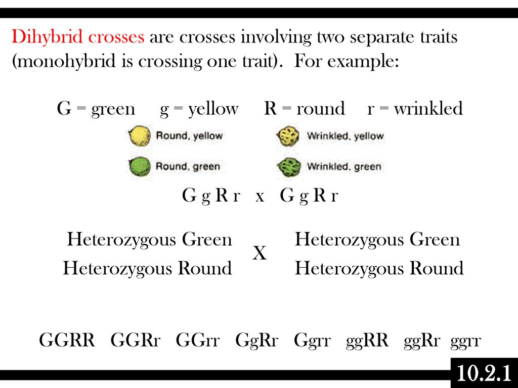 Topic 10 2 Dihybrid Crosses Gene Linkage Ppt Download