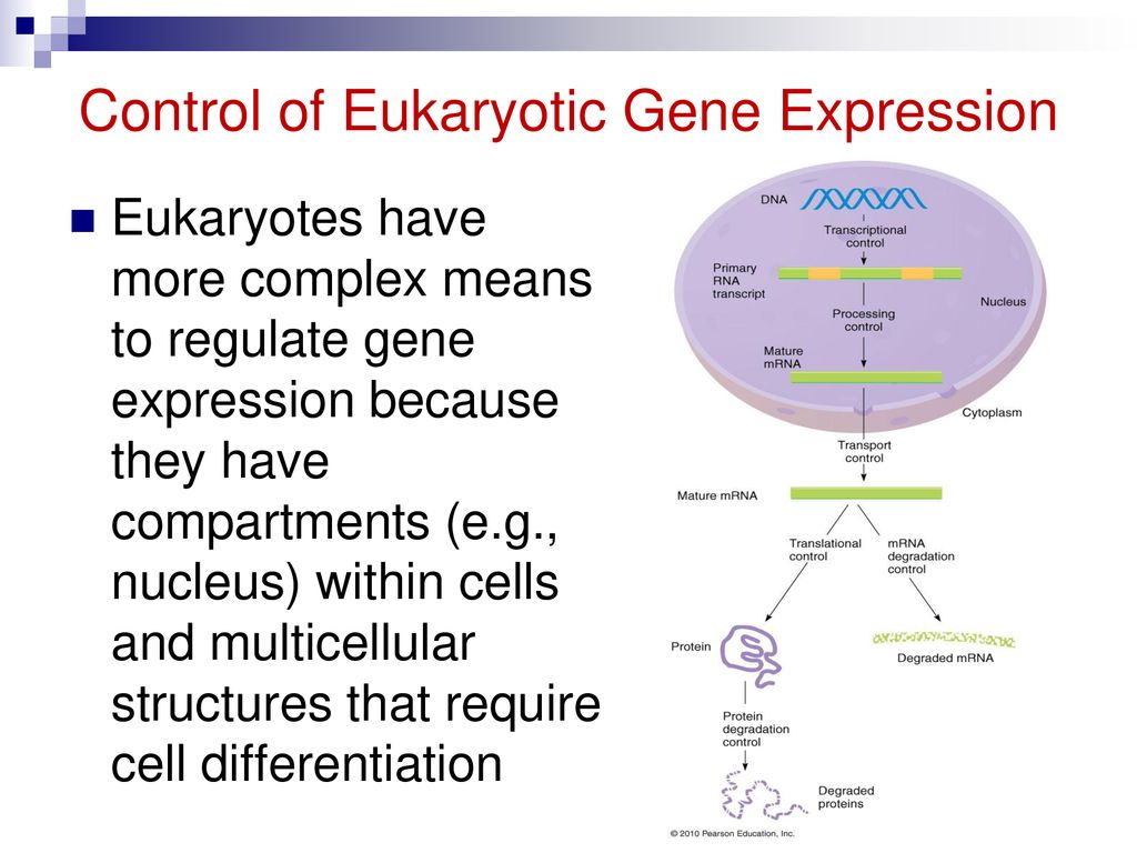 Regulation of Gene Expression in Eukaryotes - ppt download