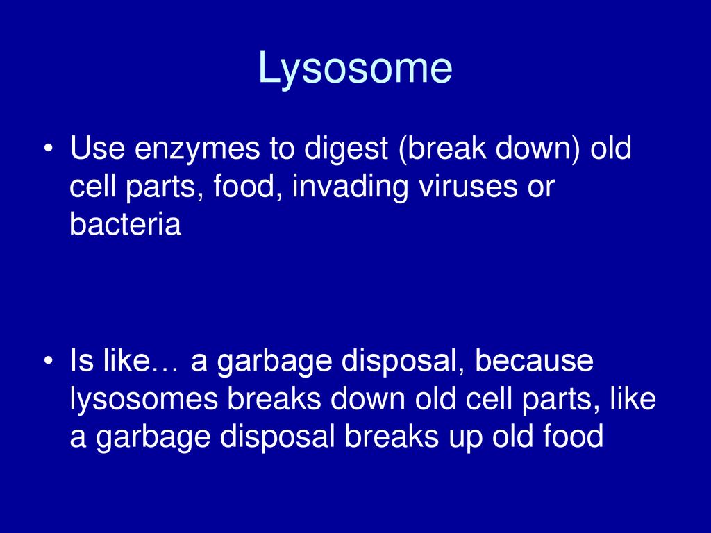 Lysosome Use enzymes to digest (break down) old cell parts, food, invading viruses or bacteria.