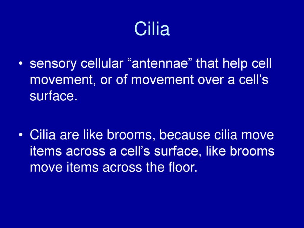 Cilia sensory cellular antennae that help cell movement, or of movement over a cell’s surface.