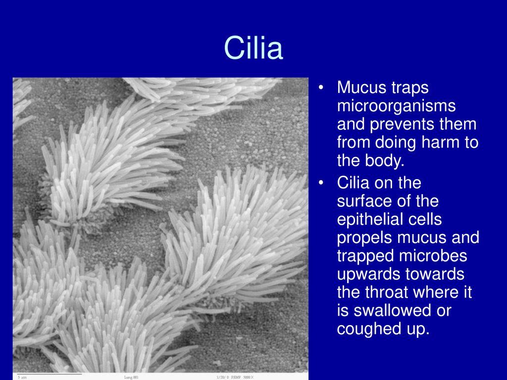 Cilia Mucus traps microorganisms and prevents them from doing harm to the body.
