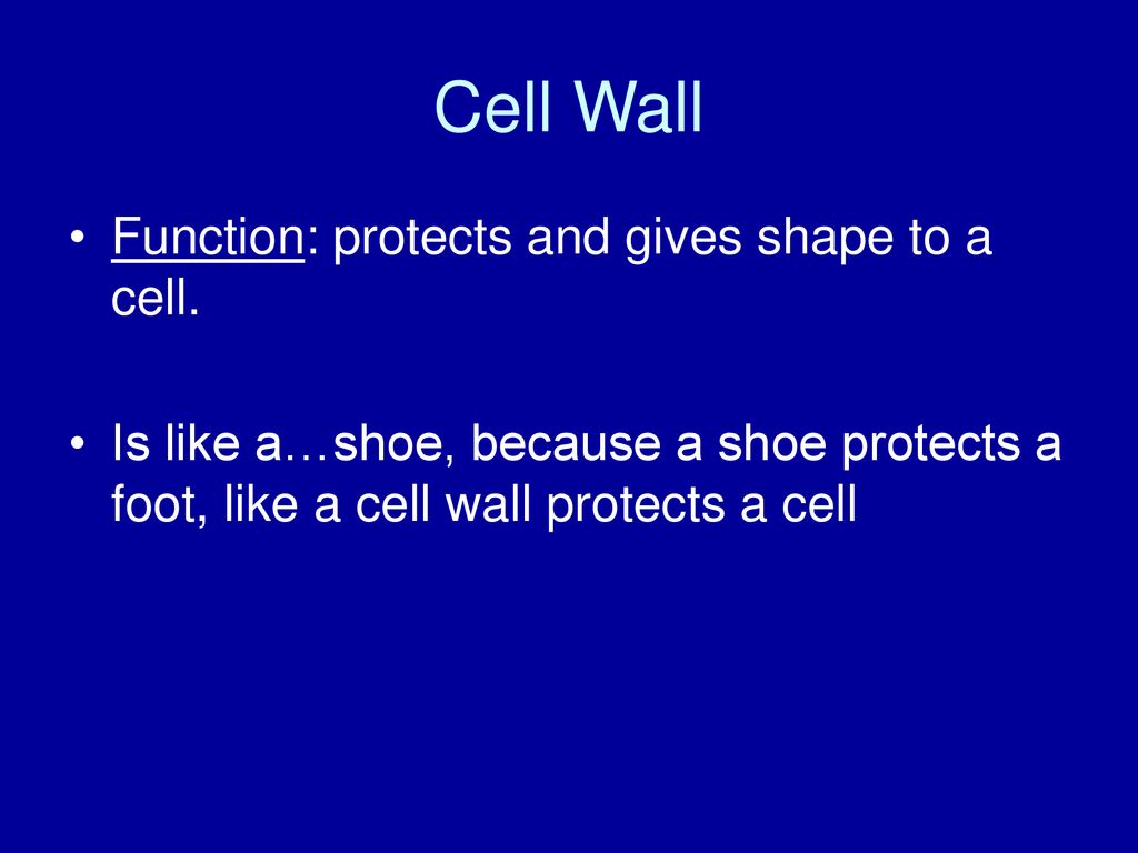 Cell Wall Function: protects and gives shape to a cell.