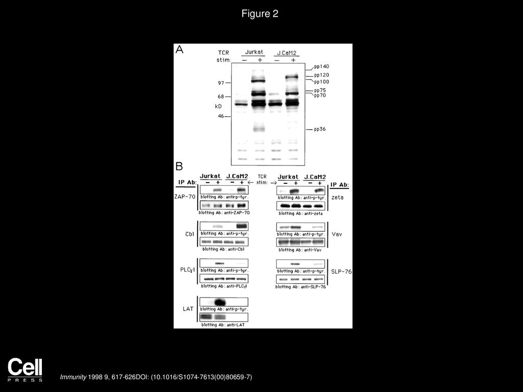 Figure 2 J.CaM2 Exhibits Altered Protein Tyrosine Phosphorylation following TCR Stimulation.
