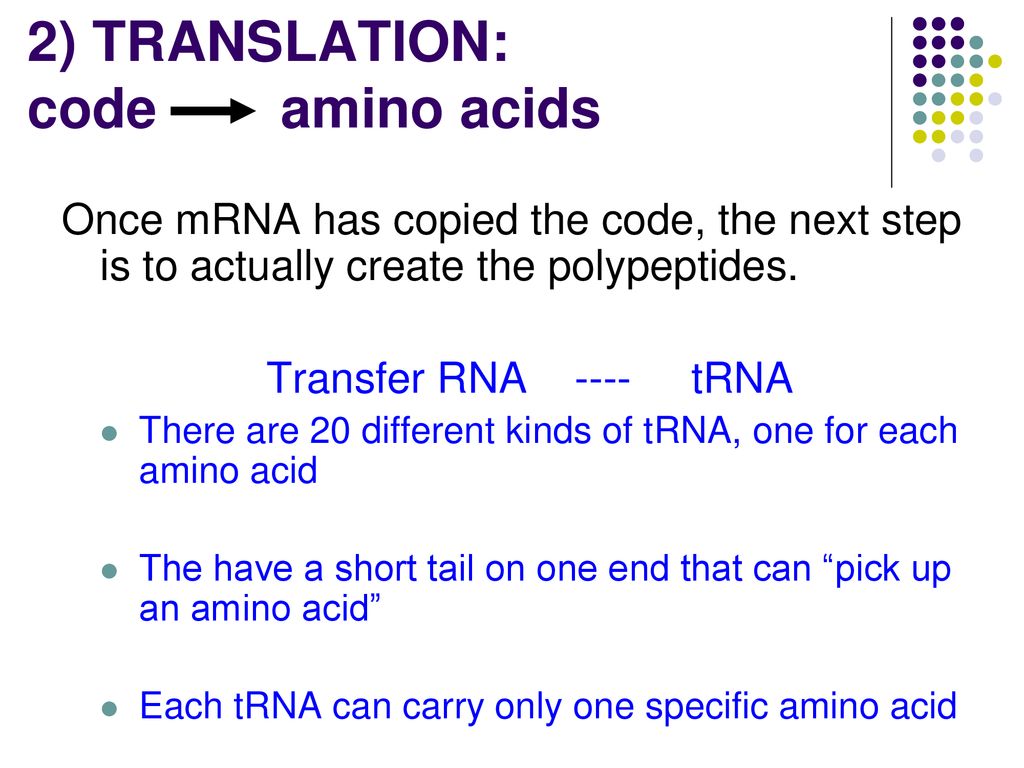 2) TRANSLATION: code amino acids