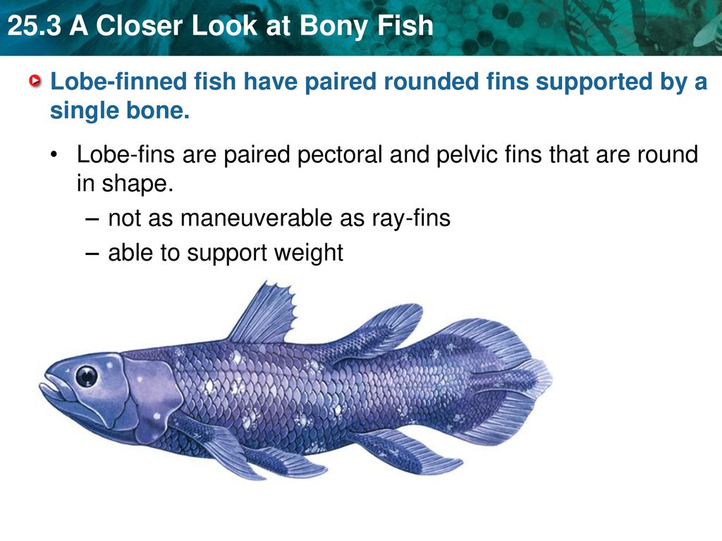KEY CONCEPT Bony fish include ray-finned and lobe-finned fish. - ppt  download