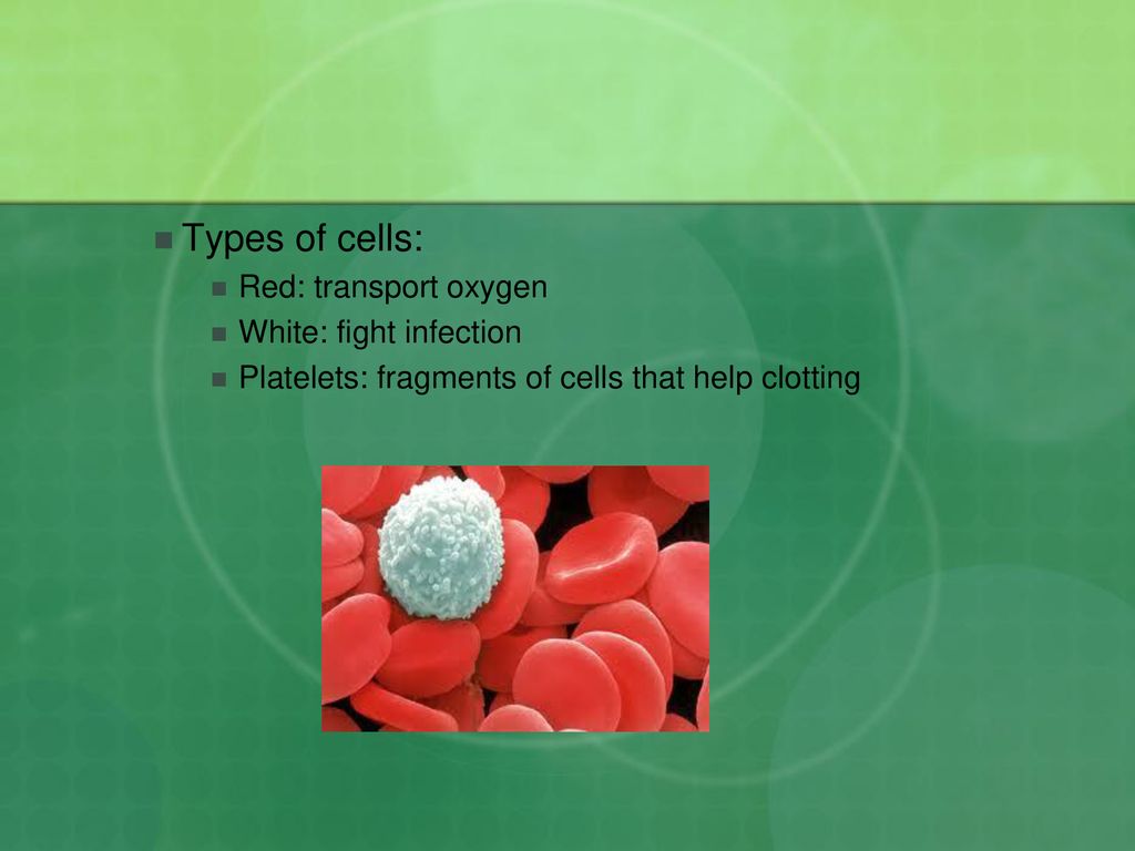 Types of cells: Red: transport oxygen White: fight infection