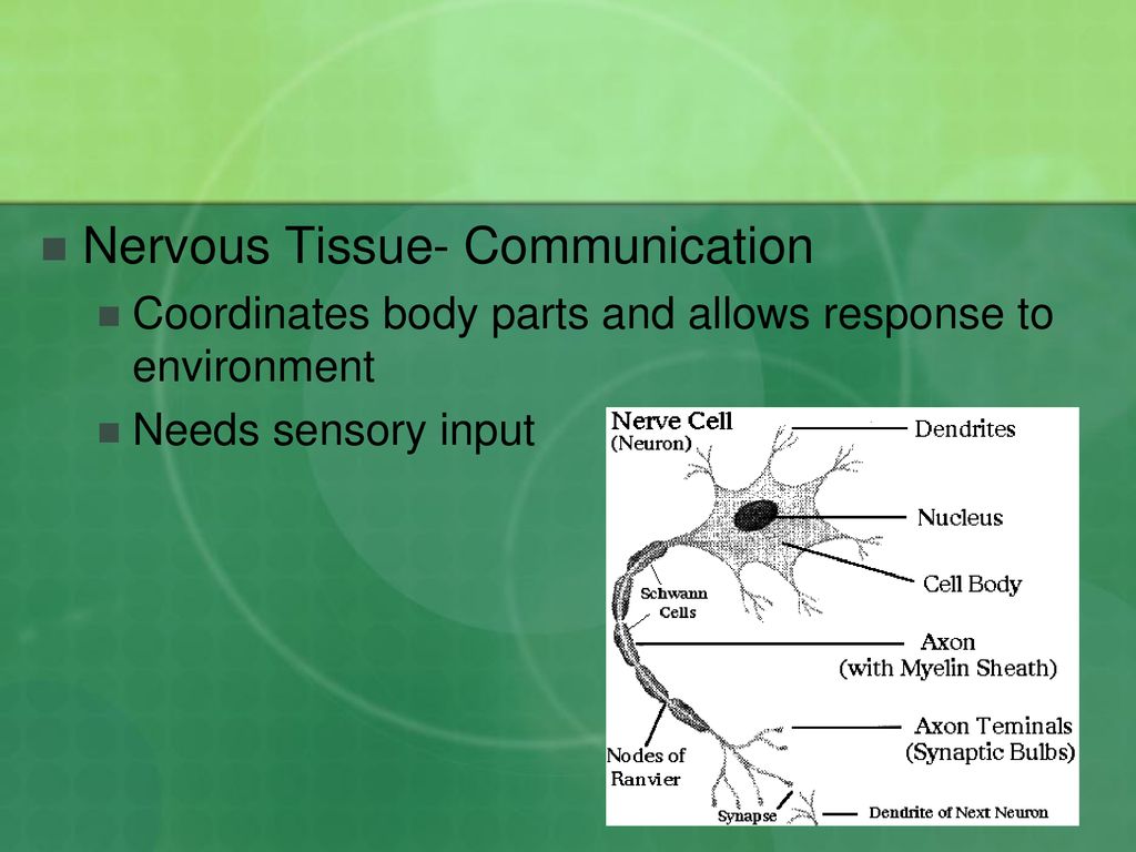 Nervous Tissue- Communication