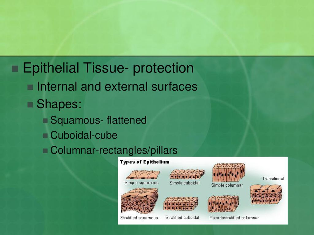 Epithelial Tissue- protection