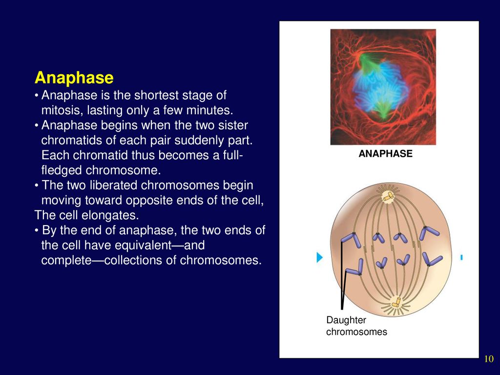 The Cell Cycle and How Cells Divide Biology Diagrams
