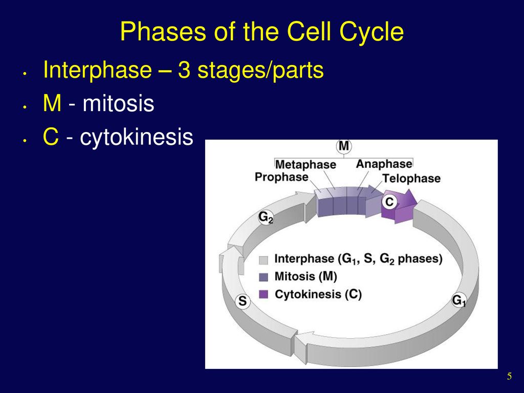 The Cell Cycle and How Cells Divide - ppt download