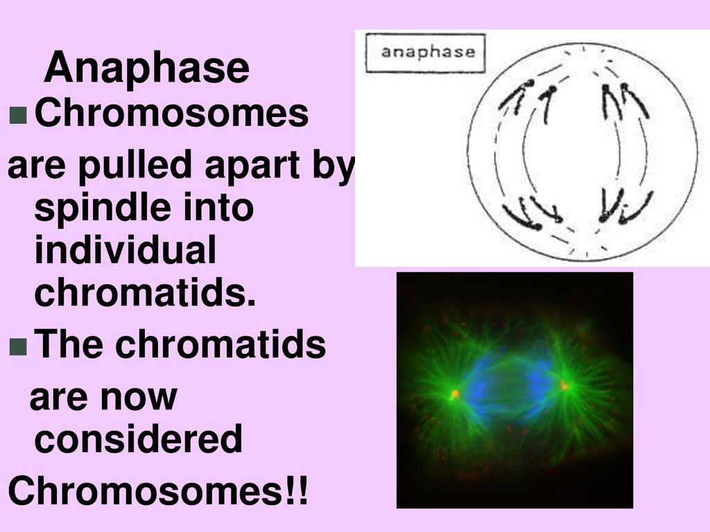 Growth and Development!! Biology Diagrams