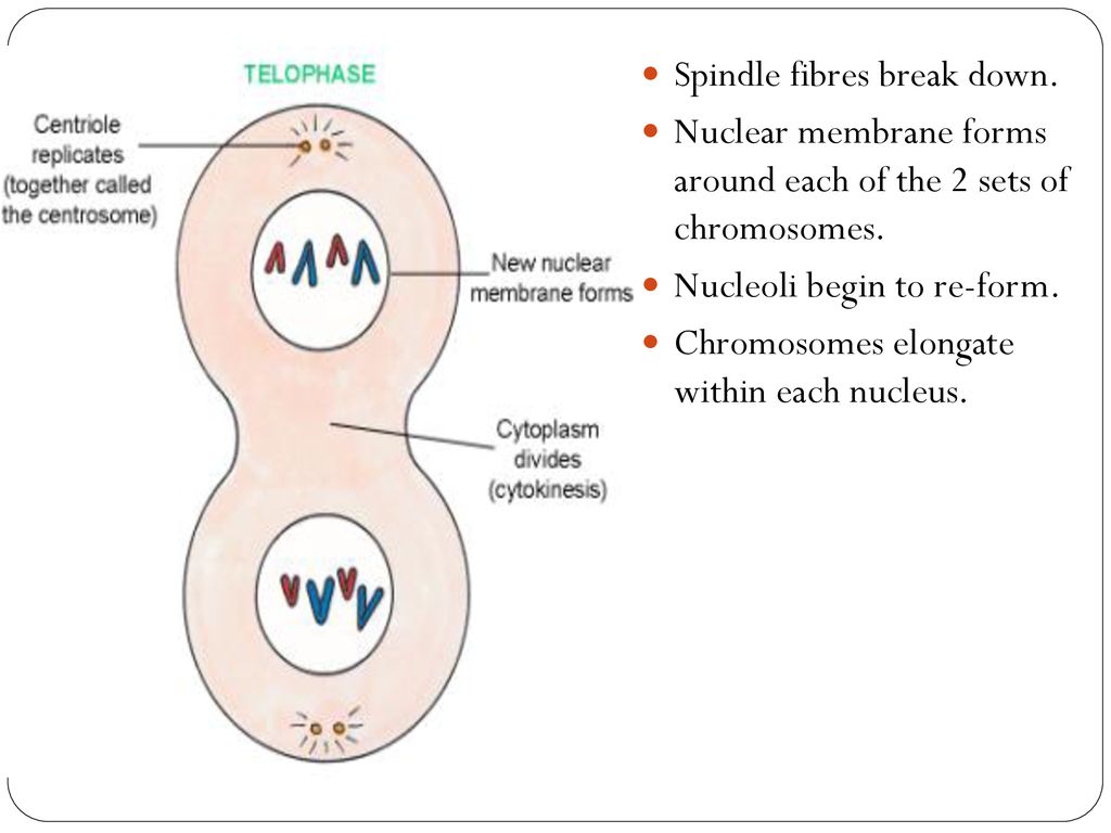 Cell Continuity. Biology Diagrams