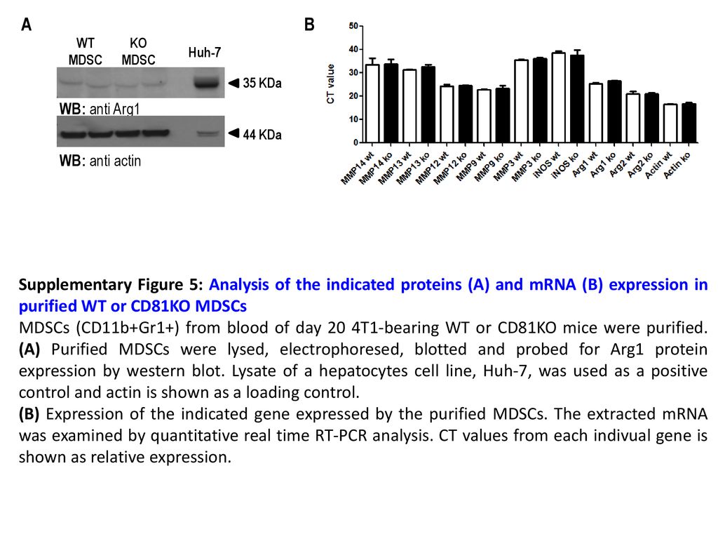A B. WT. MDSC. KO. Huh-7. WB: anti Arg1. WB: anti actin. 35 KDa. 44 KDa.
