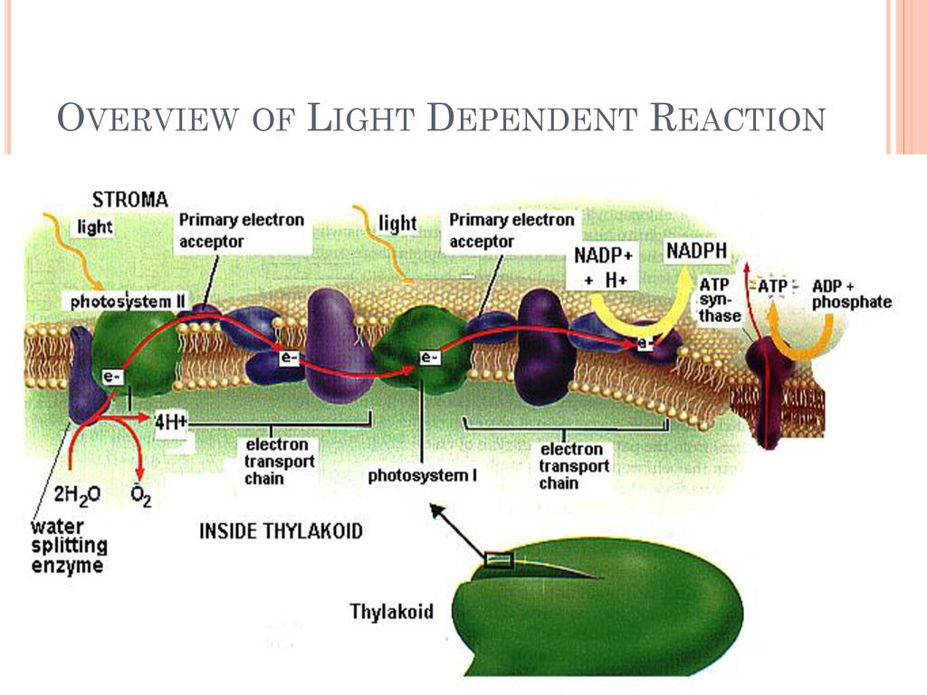 Photosynthesis light dependent reactions ppt download