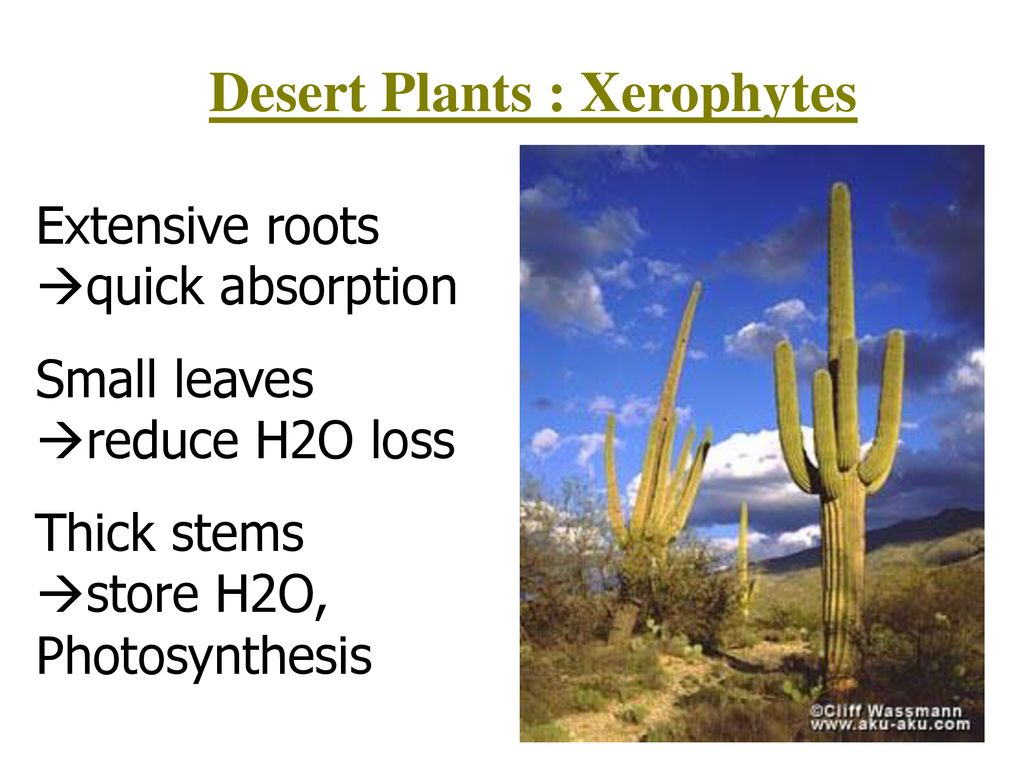 Ch. 25: Plant Responses & Adaptations - ppt download