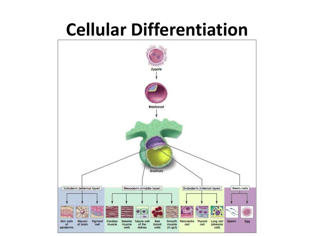 SNC2D1 Cells Tissues and Organs Biology Diagrams
