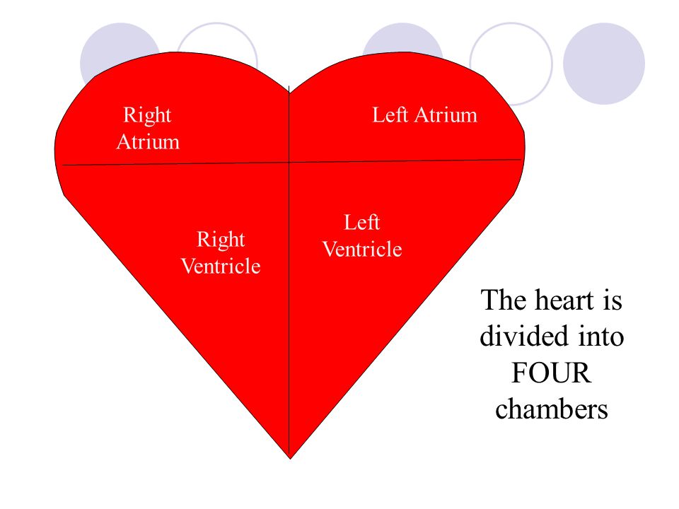 The heart is divided into FOUR chambers