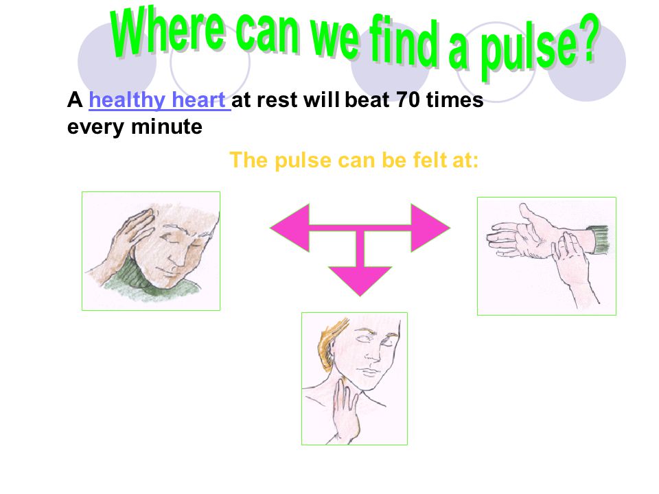 Where can we find a pulse The pulse can be felt at: