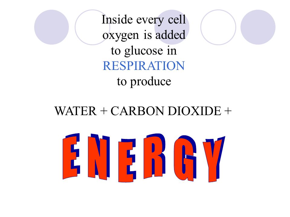 Inside every cell oxygen is added to glucose in RESPIRATION to produce