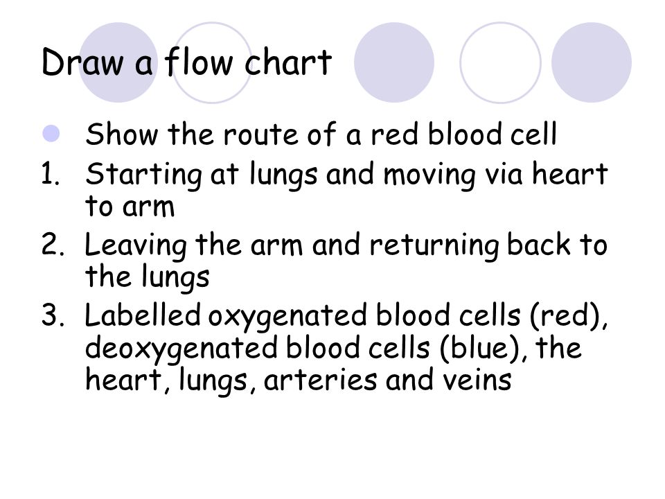Draw a flow chart Show the route of a red blood cell