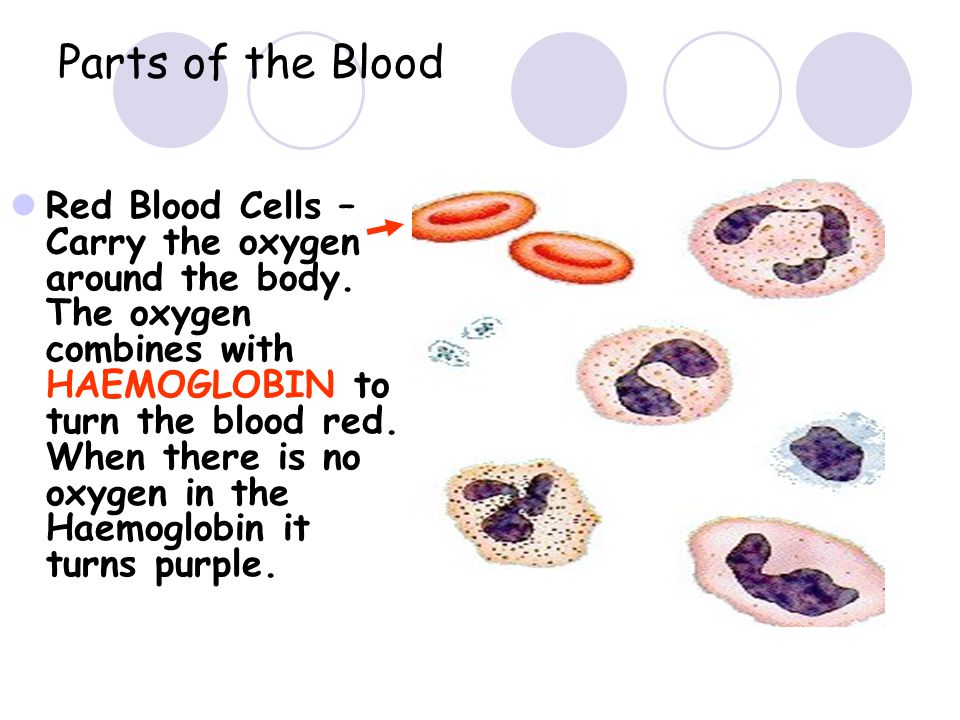Parts of the Blood