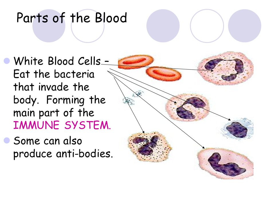 Parts of the Blood White Blood Cells – Eat the bacteria that invade the body. Forming the main part of the IMMUNE SYSTEM.