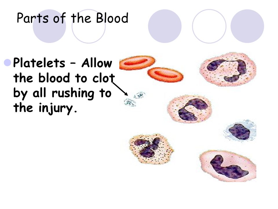 Parts of the Blood Platelets – Allow the blood to clot by all rushing to the injury.