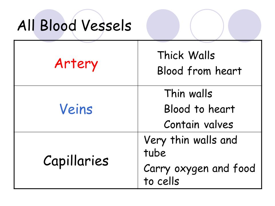 All Blood Vessels Artery Veins Capillaries Thick Walls