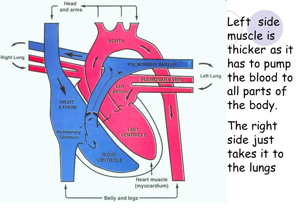 Left side muscle is thicker as it has to pump the blood to all parts of the body.