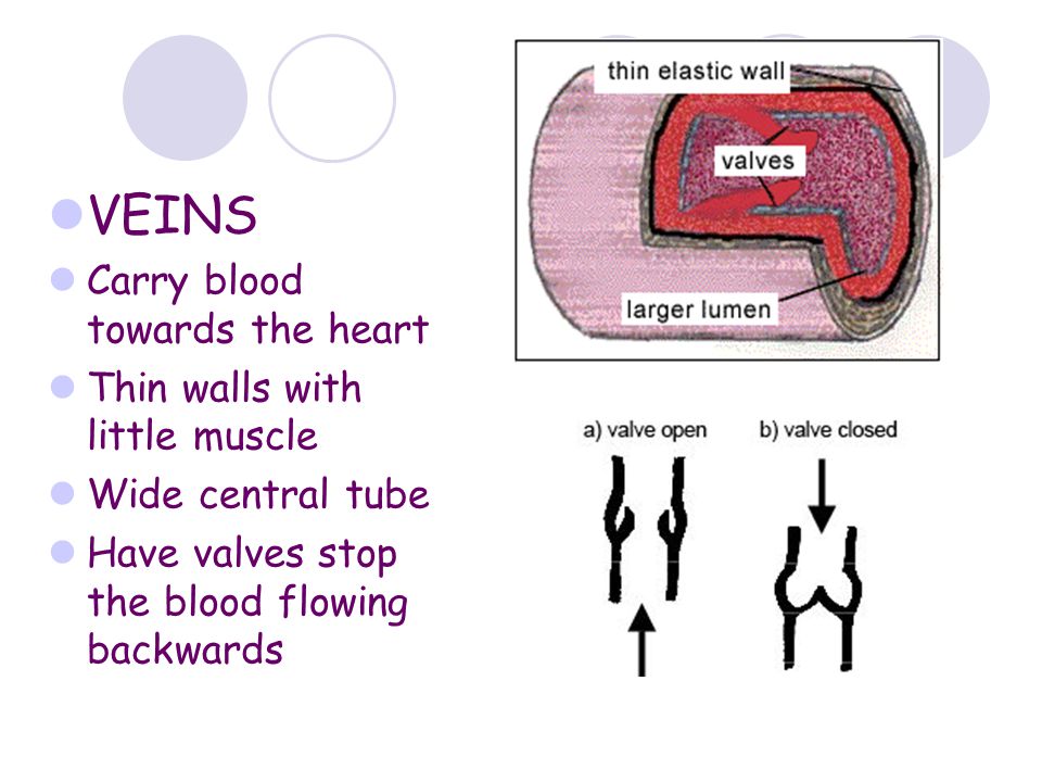 VEINS Carry blood towards the heart Thin walls with little muscle