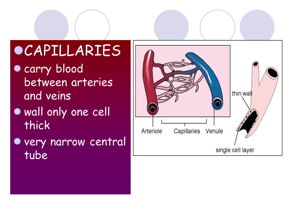 CAPILLARIES carry blood between arteries and veins
