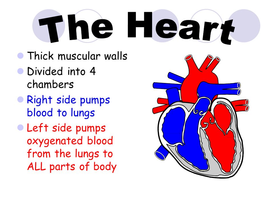 The Heart Thick muscular walls Divided into 4 chambers