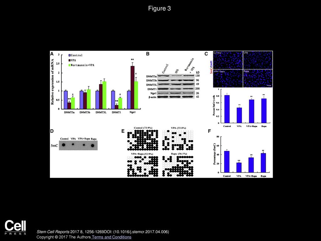 Figure 3 PI3K/AKT/mTOR Activity Regulates Passive DNA Demethylation during VPA-Induced Differentiation.