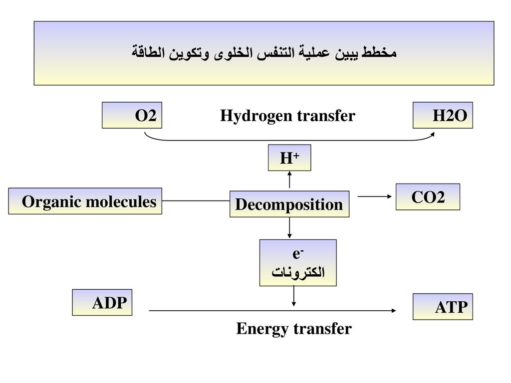 دورة الطاقة فى الخلايا الحية Ppt Download