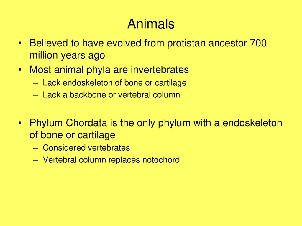 Animal Kingdom Invertebrates - ppt download