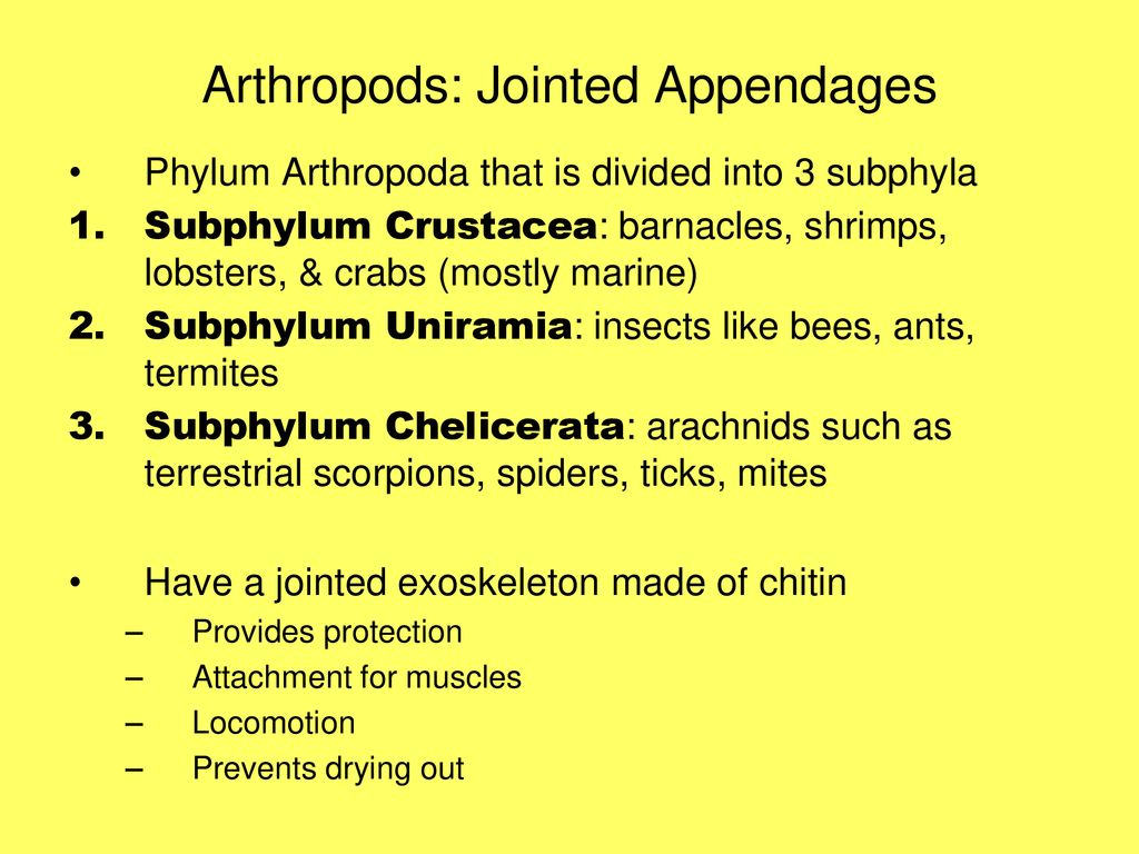 Animal Kingdom Invertebrates - ppt download