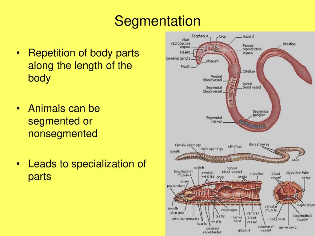 Animal Kingdom Invertebrates - ppt download Animal Kingdom Invertebrates - ppt download