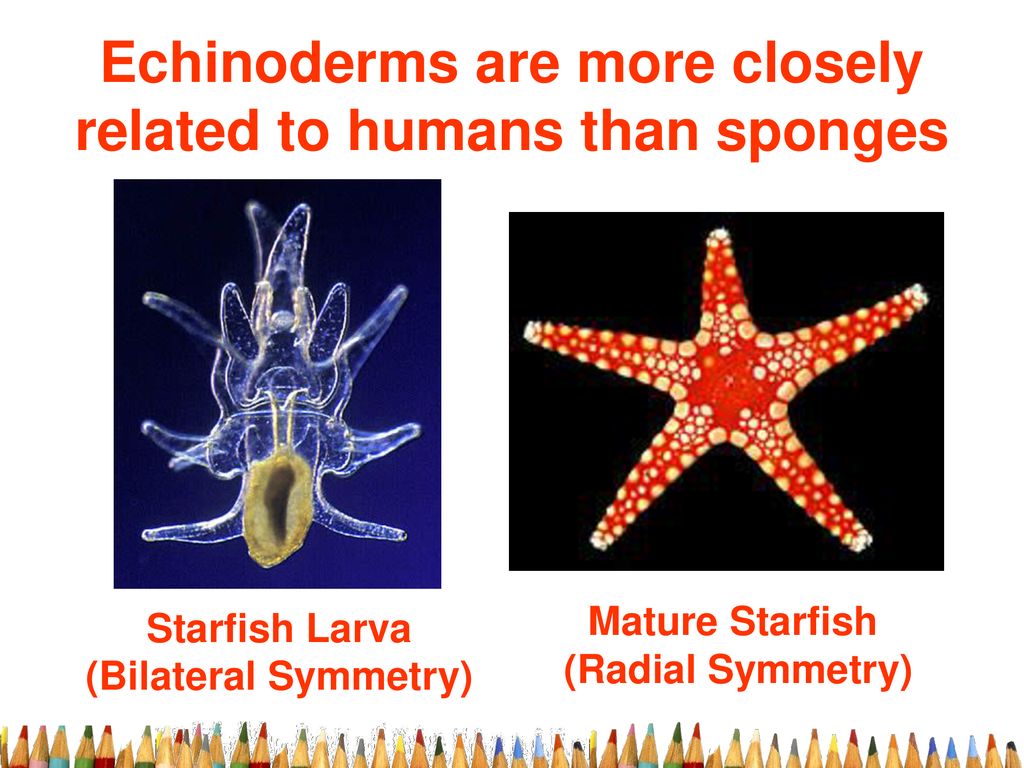 Echinoderms are more closely related to humans than sponges