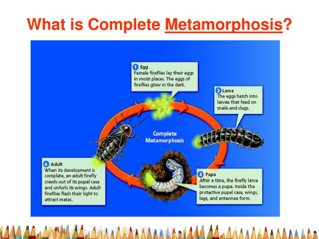What is Complete Metamorphosis