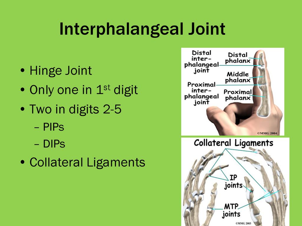 The Hand & Lymphatics Week 6 TA Review. - ppt download